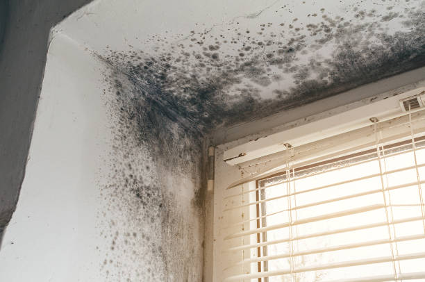 Affordable Black Mold Removal solutions in Millwood, WA